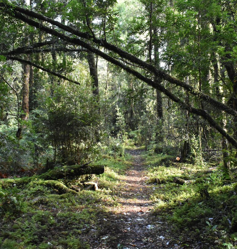 Bosque Manao景点图片