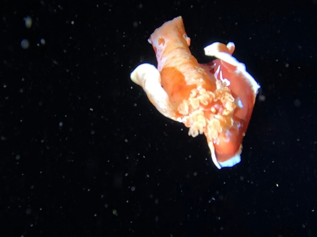 Let's Dive Tulamben-图兰本必去景点