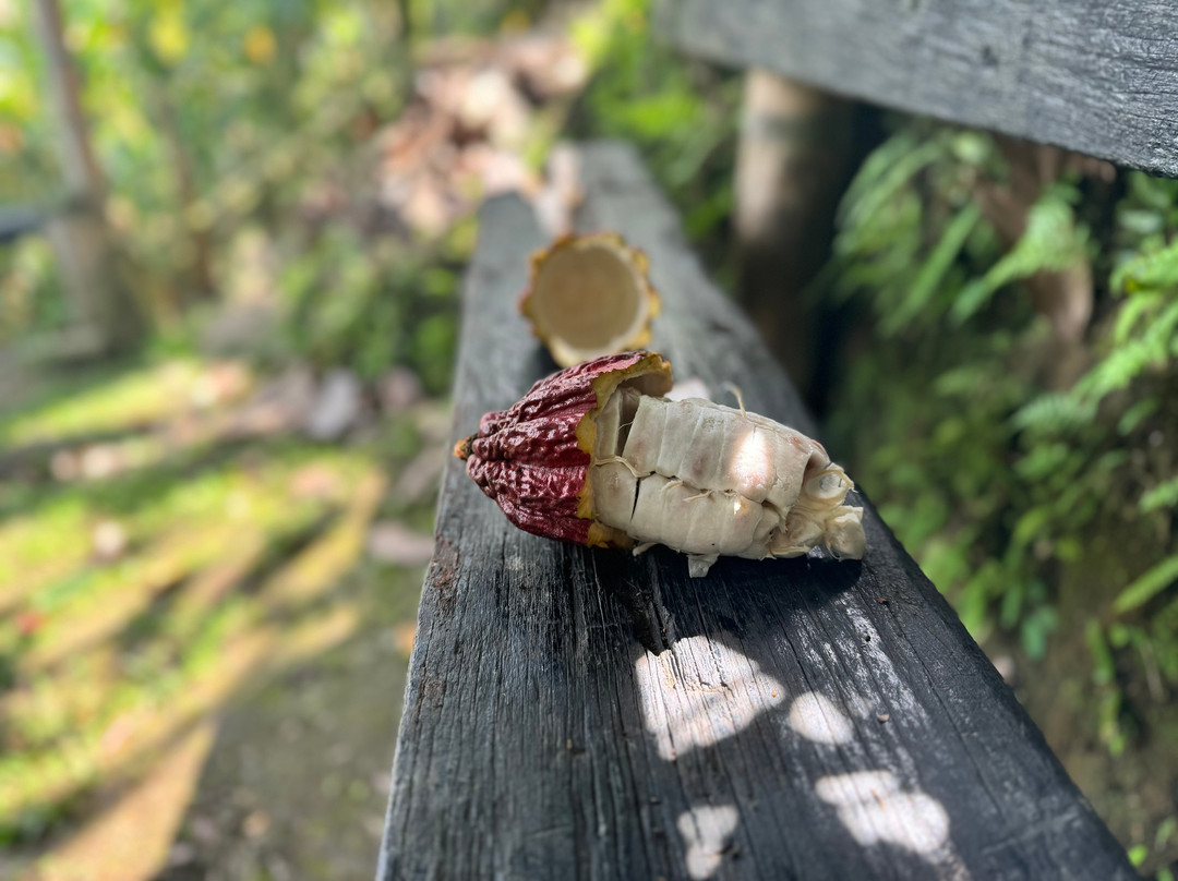 Cacao Tour in Circasia, Quindío - Finca Evelyza-Circasia必去景点