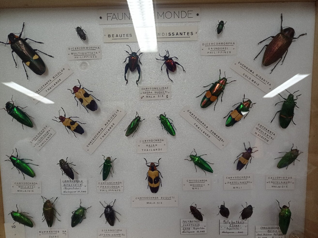 Exposition Papillons et Insectes du Monde景点图片