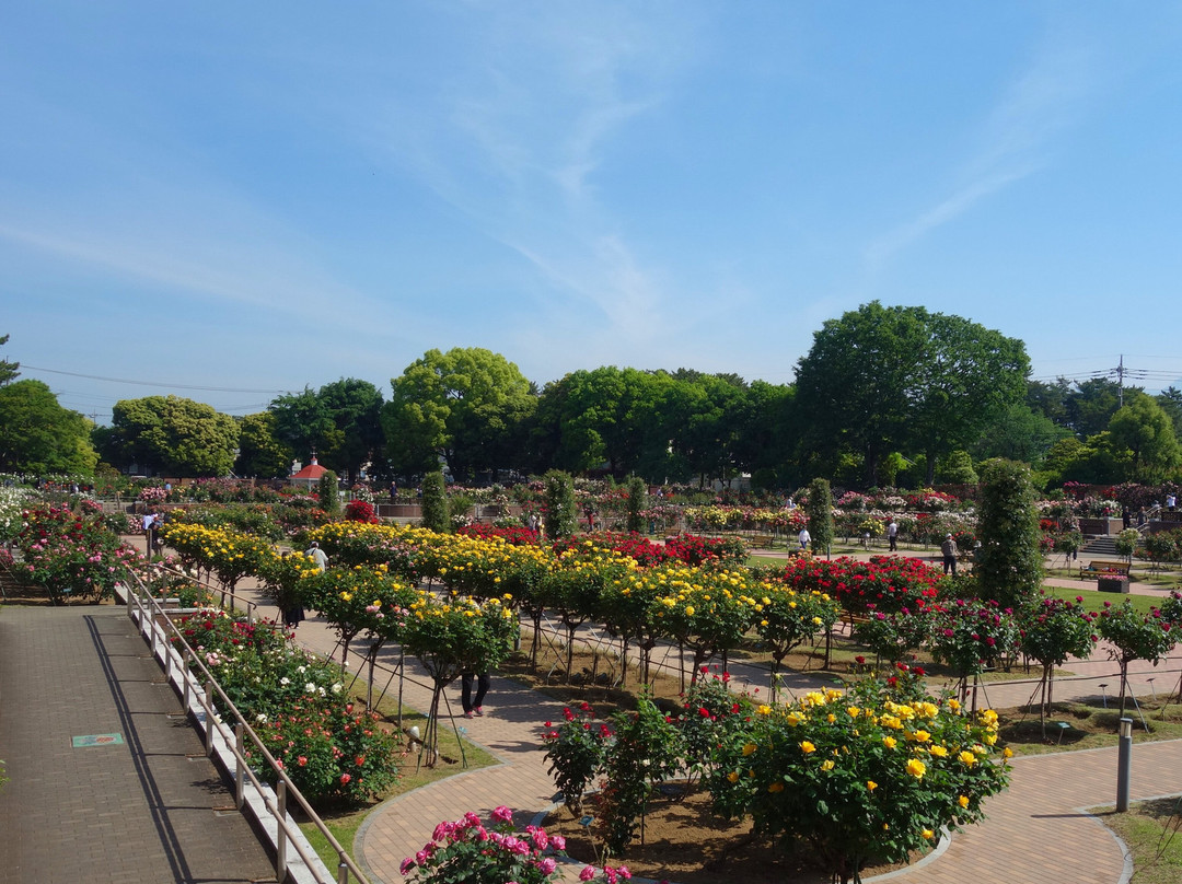 Shikishima Parfk Rose Garden-前桥县必去景点