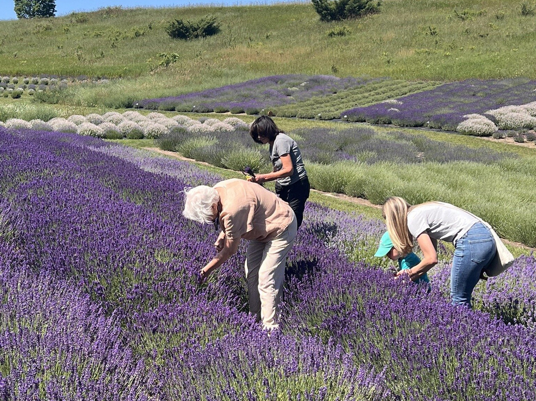 Lavender Hill Farm景点图片
