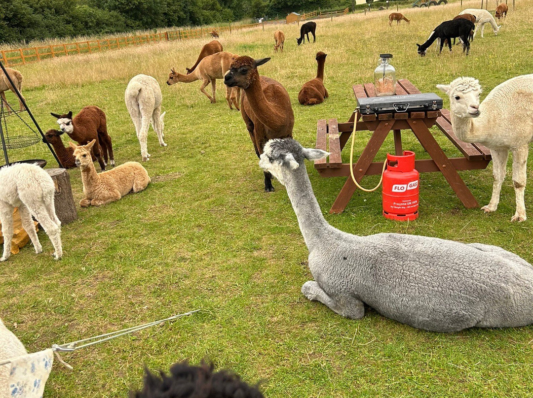 Tickhill Alpacas景点图片