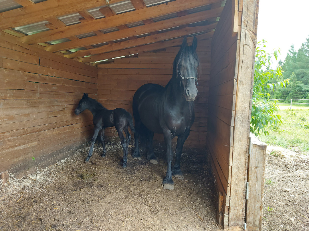 Le Fer À Cheval