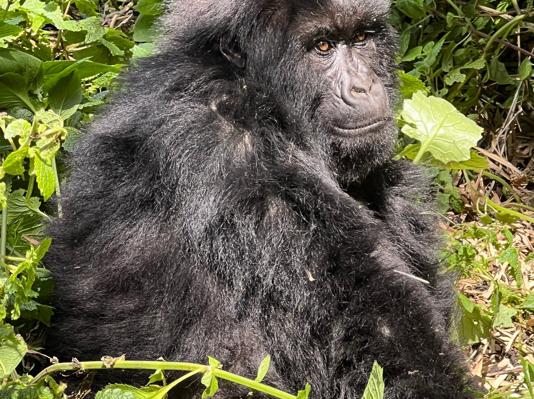 EcoTours Rwanda-吉佳利必去景点