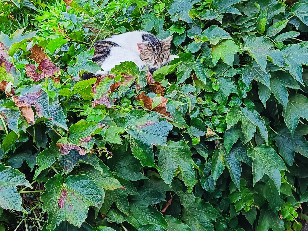 B&B Medieval House主图