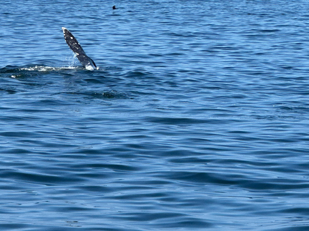 Marine Discovery Tours-纽波特必去景点