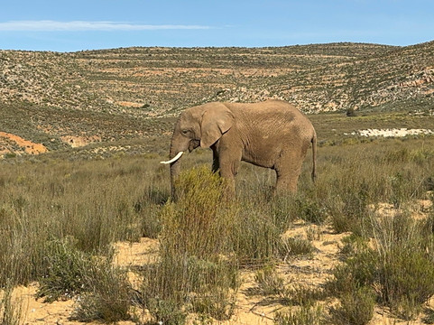 Born in Africa Tours-开普敦必去景点