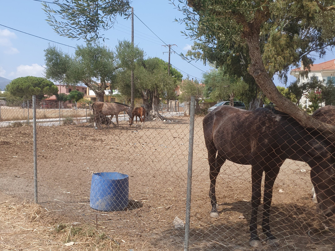 Lucky Luke Horse Riding景点图片