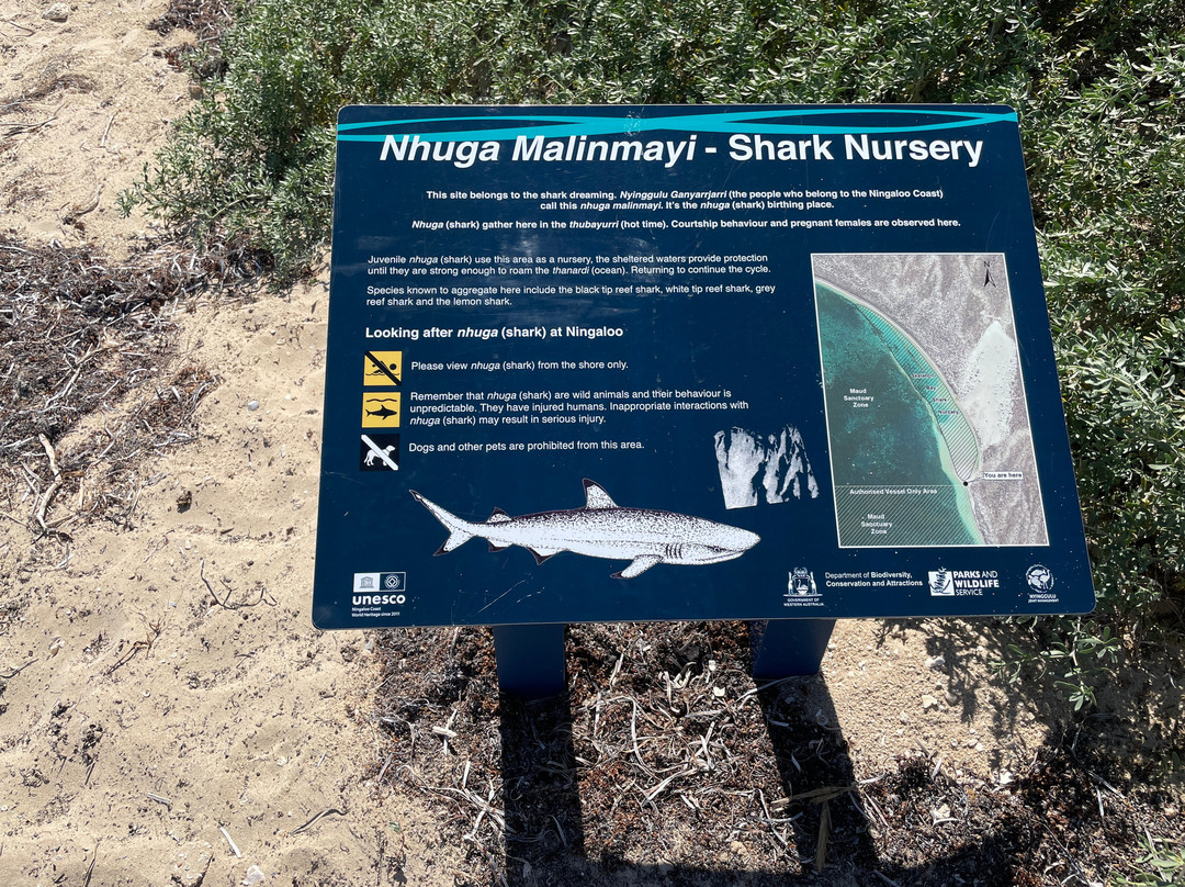 The Coral Bay Shark Nursery-珊瑚湾必去景点