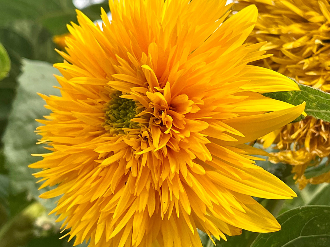 Gunkel Orchards Fruit Stand-Goldendale必去景点