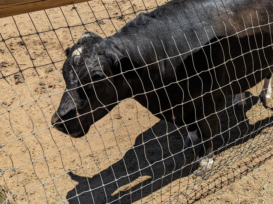 Alpine Acres Sanctuary Farm-Alpine必去景点