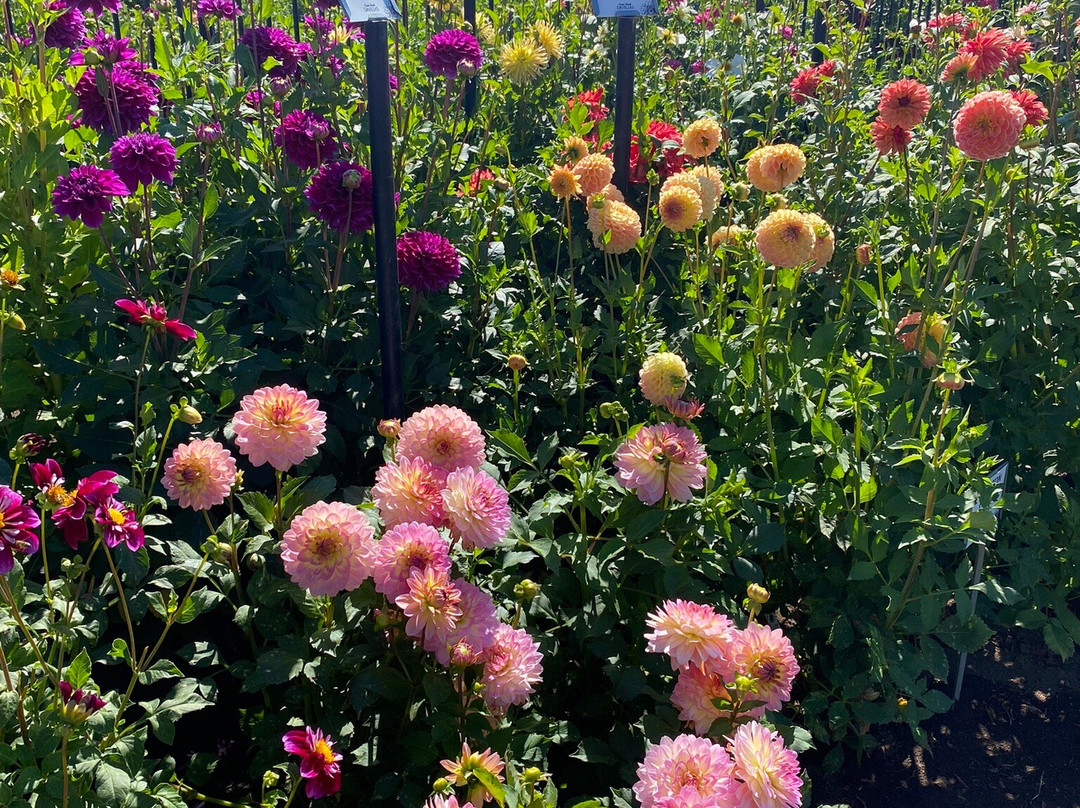 Swan Island Dahlias-Canby必去景点