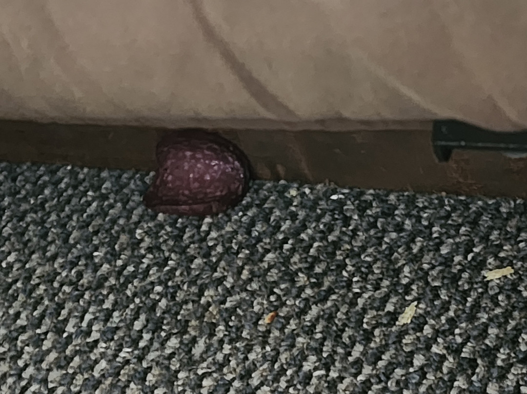 Ludington Pier House Motel主图