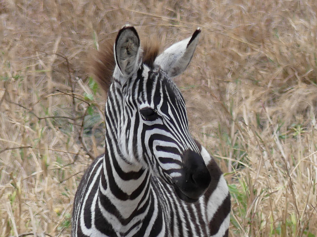 Cheeky Monkey Safaris-阿鲁沙必去景点