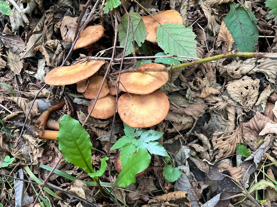 Agriturismo Ca' di Racc主图