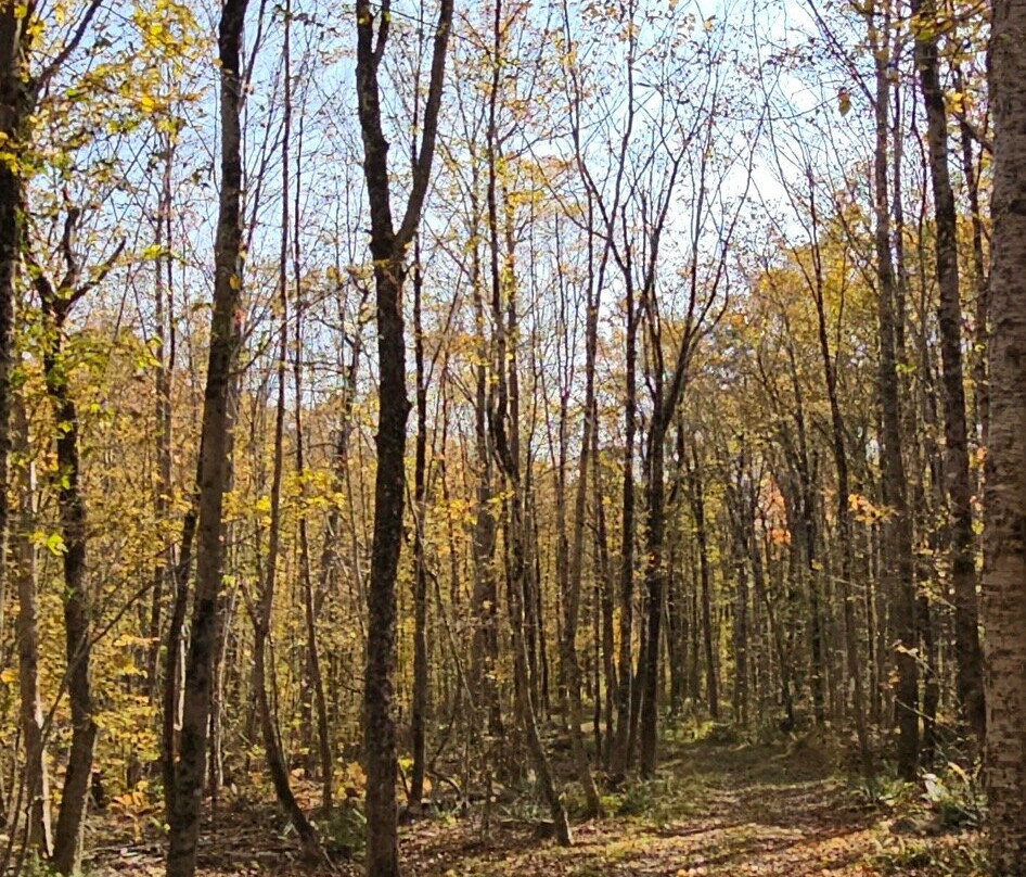 Blueberry Fields Bed & Breakfast主图