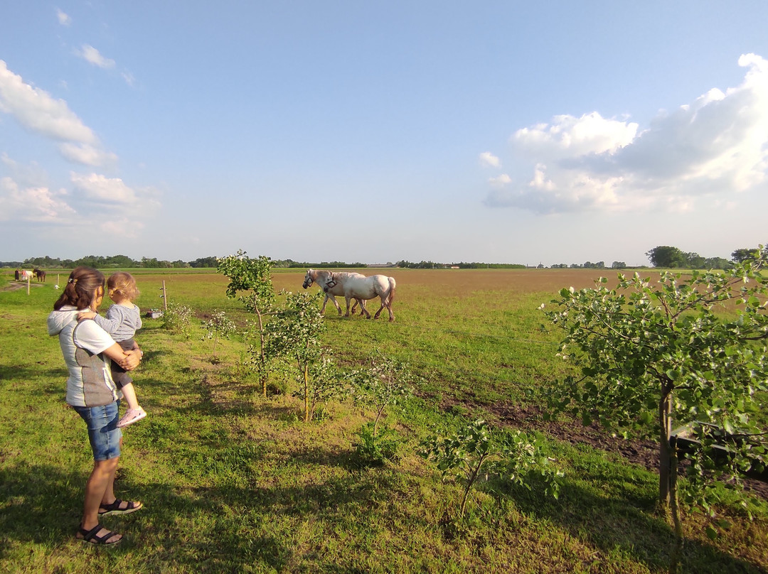 Puszta Kutsche景点图片