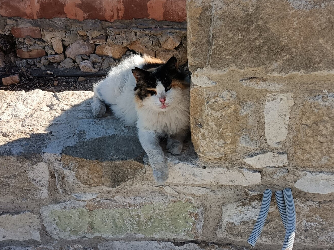 St. Nicholas of the Cats-Akrotiri必去景点