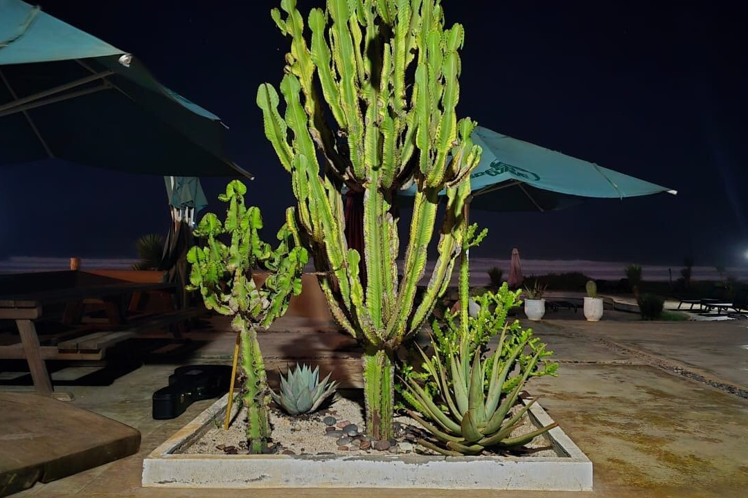 Greenwave Ecolodge Mirleft主图