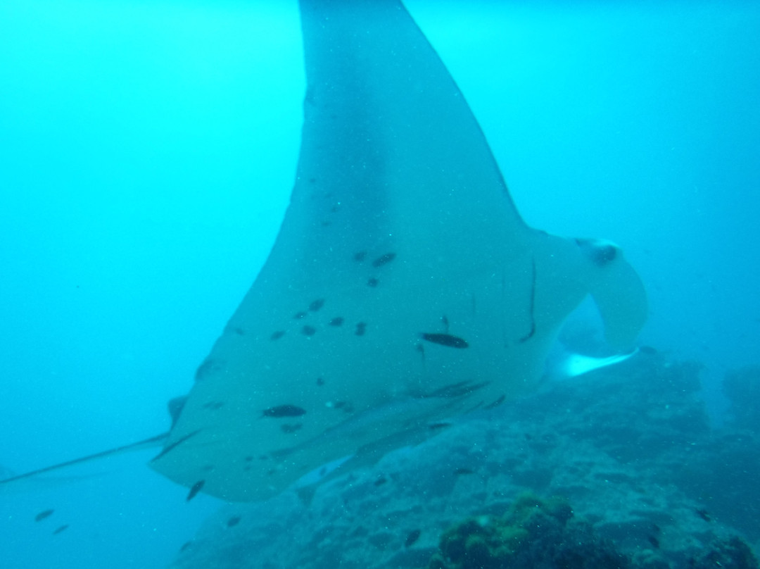 Drop Dive Maldives景点图片