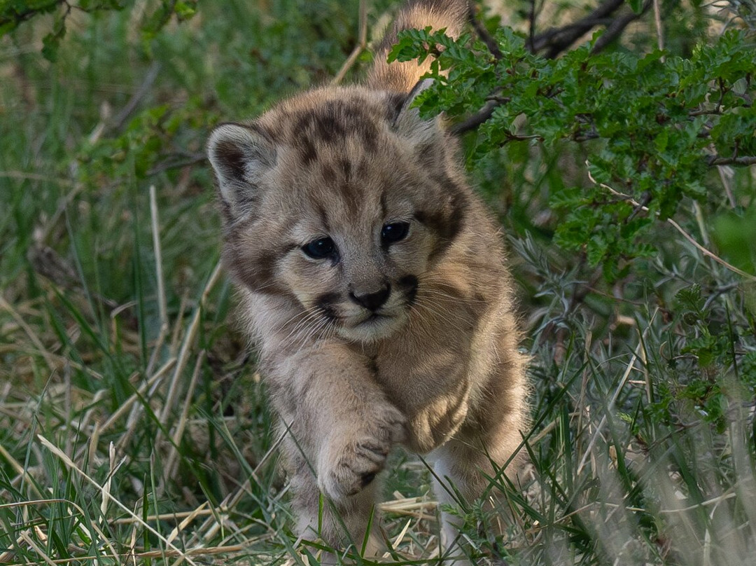 Olsen Photo Tours - Wildlife Experiences景点图片