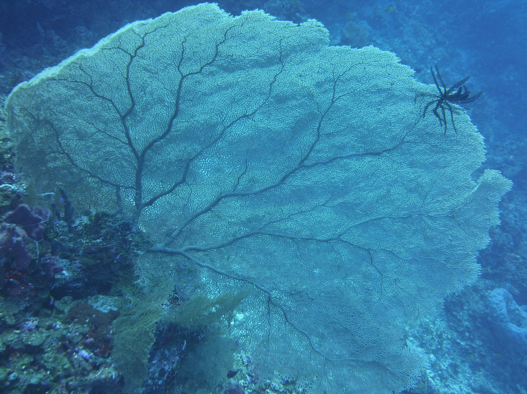 Dive Gizo景点图片