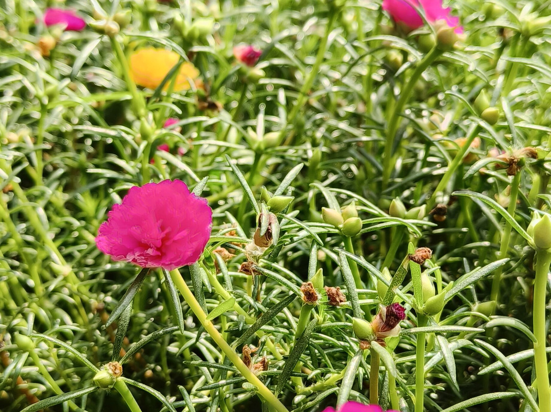 New Suranjana Resort主图