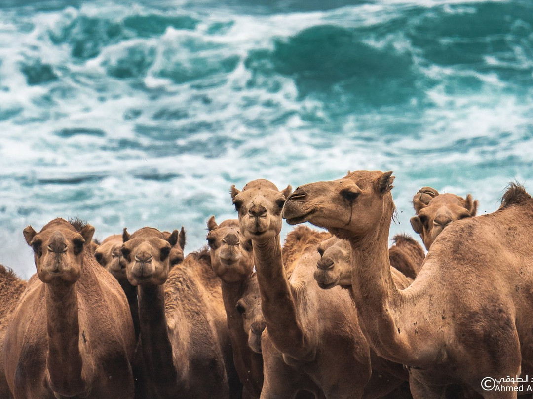 Glory Tours Salalah-塞拉莱必去景点