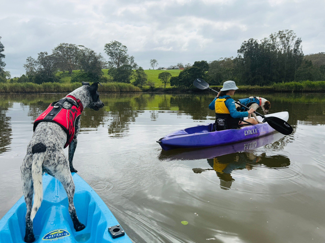 Nowra Kayak Hire景点图片