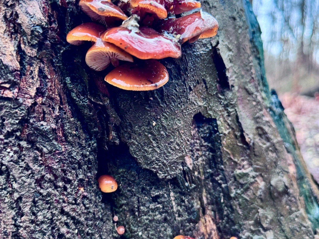 Blue Hen Falls-Brecksville必去景点