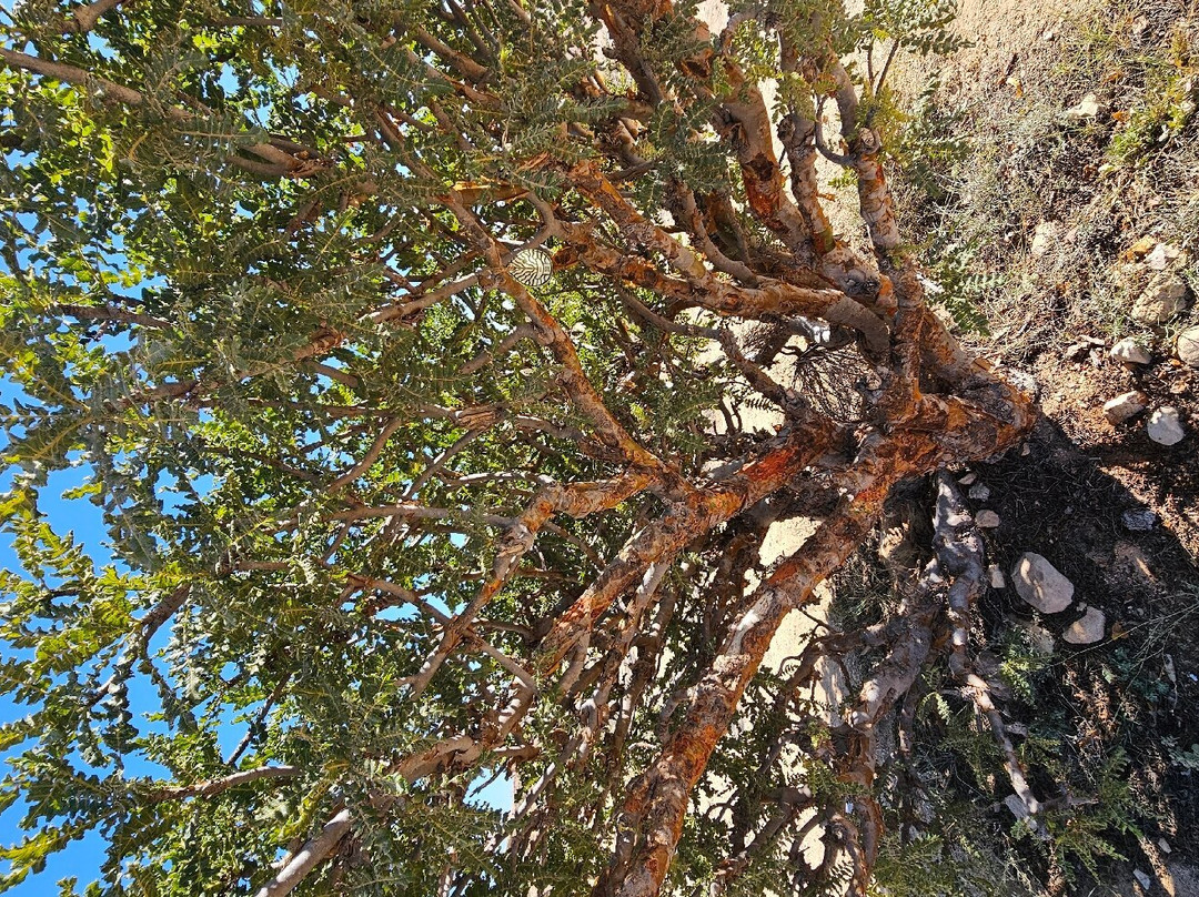 Wadi Dawkha-塞拉莱必去景点