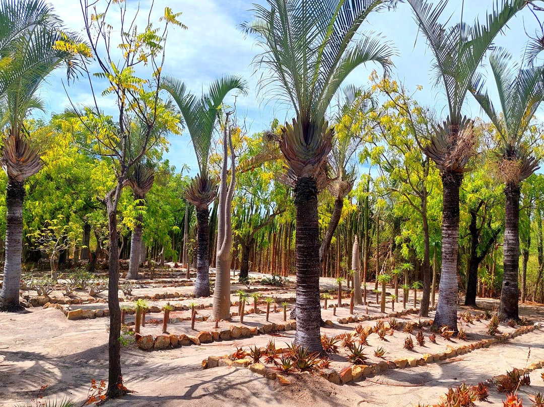Arboretum of Ranopiso景点图片