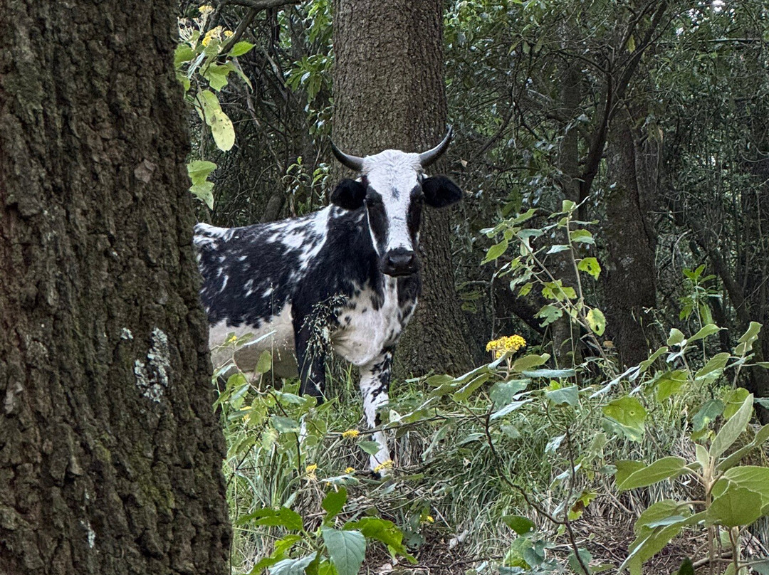 Los Dinamos-墨西哥城必去景点