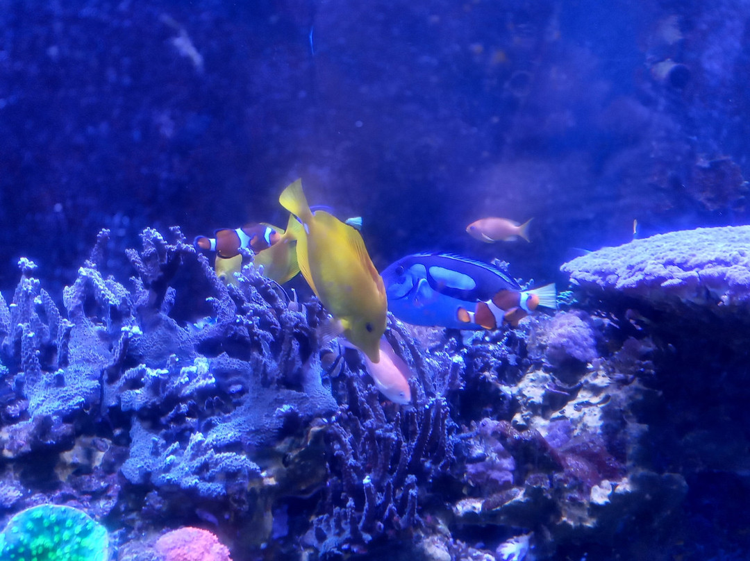 Butterfly House & Aquarium景点图片