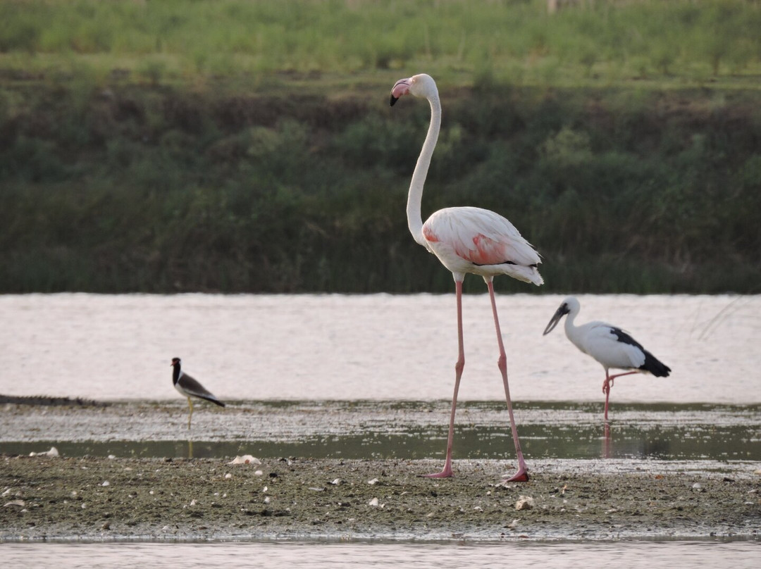 National Chambal Sanctuary景点图片