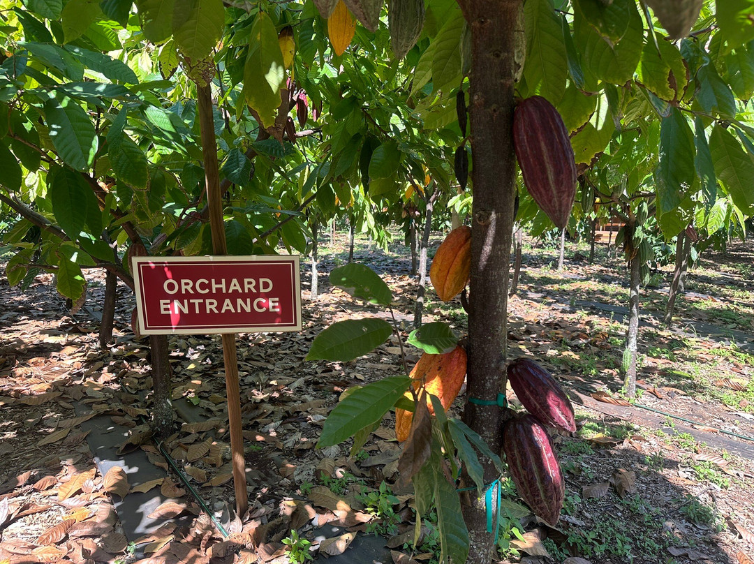 Manoa Chocolate Hawaii-科纳必去景点