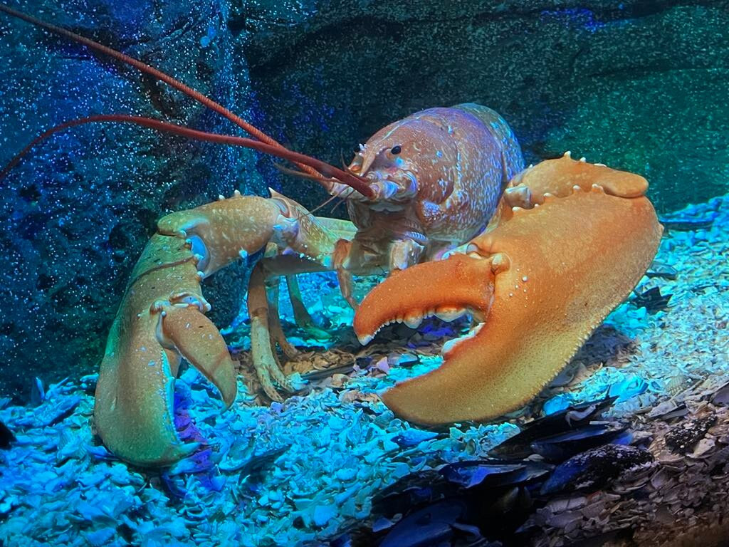 SEA LIFE Hunstanton景点图片
