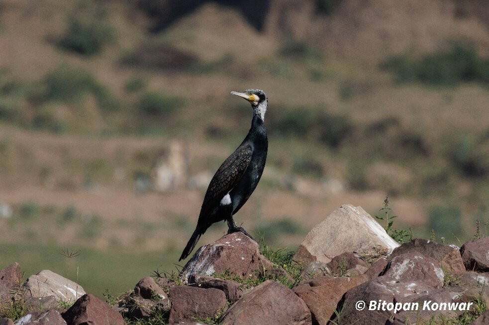 Munna Chambal River Safari Dholpur-Dholpur必去景点