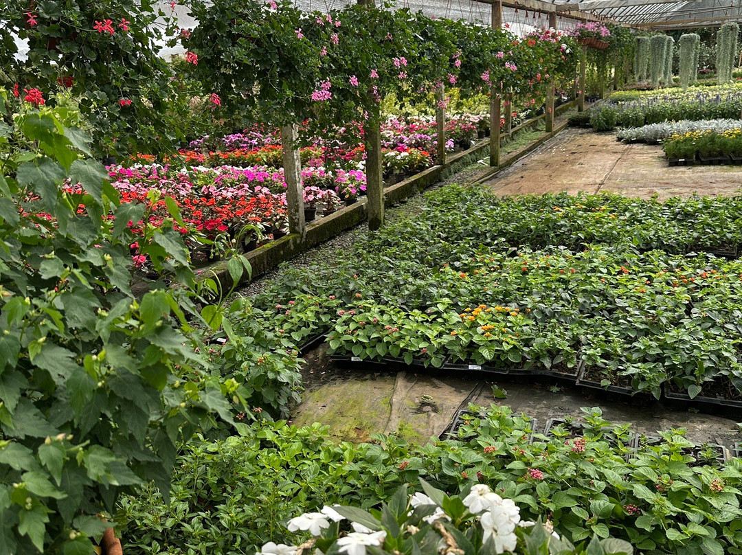 Floricultura Úrsula-Nova Petropolis必去景点