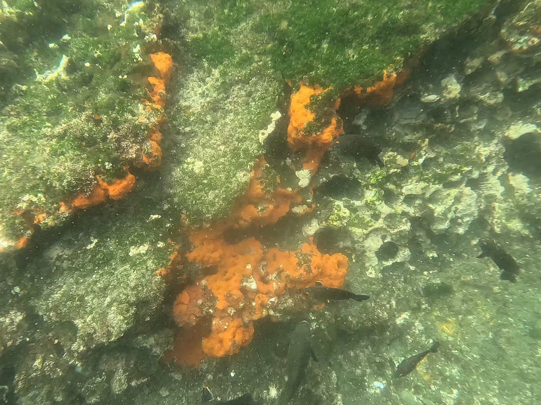 Tagus Cove-伊莎贝拉岛必去景点