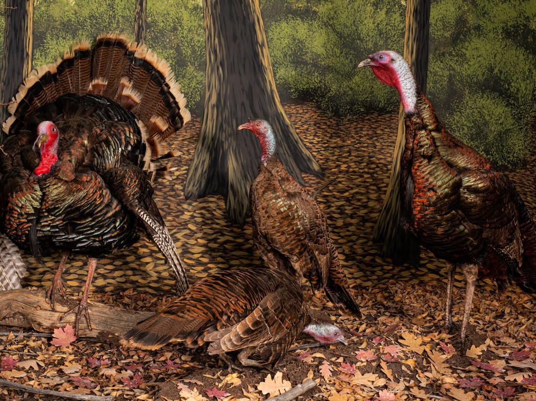 Bryce Wildlife Adventure-布莱斯必去景点