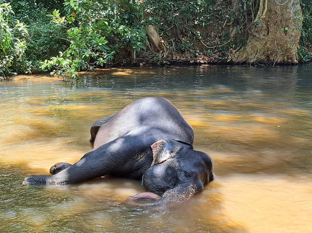 Scenic Ceylon Tours景点图片
