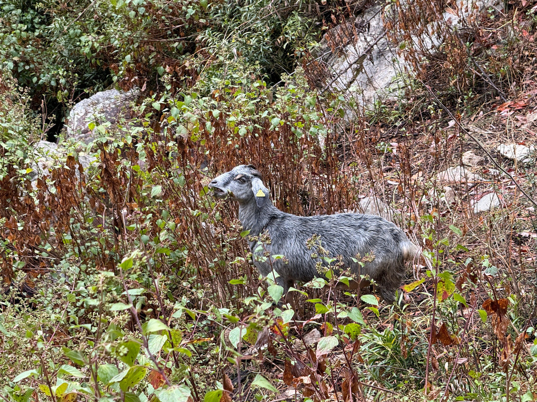 Vanprastha Resorts主图