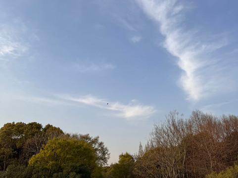 顾村公园 -上海市必去景点