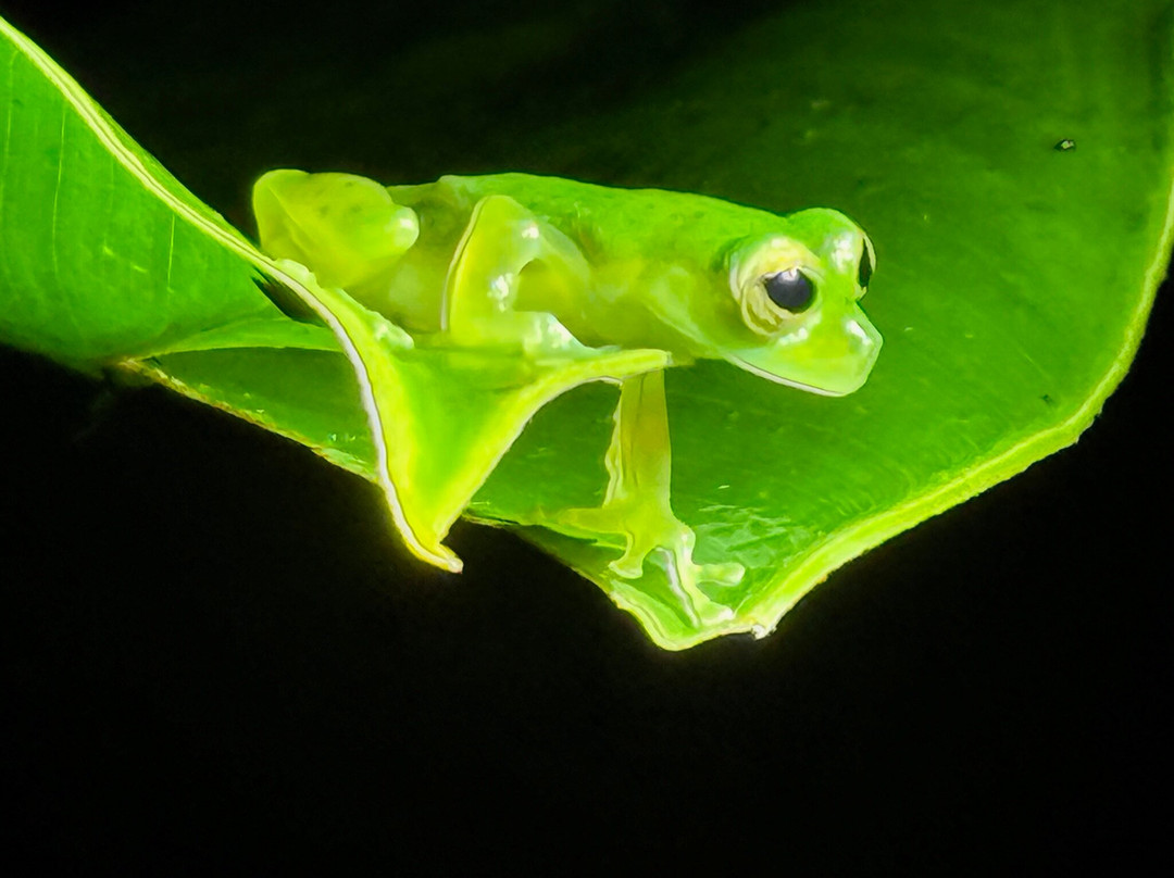 Sierpefrogs-Sierpe必去景点