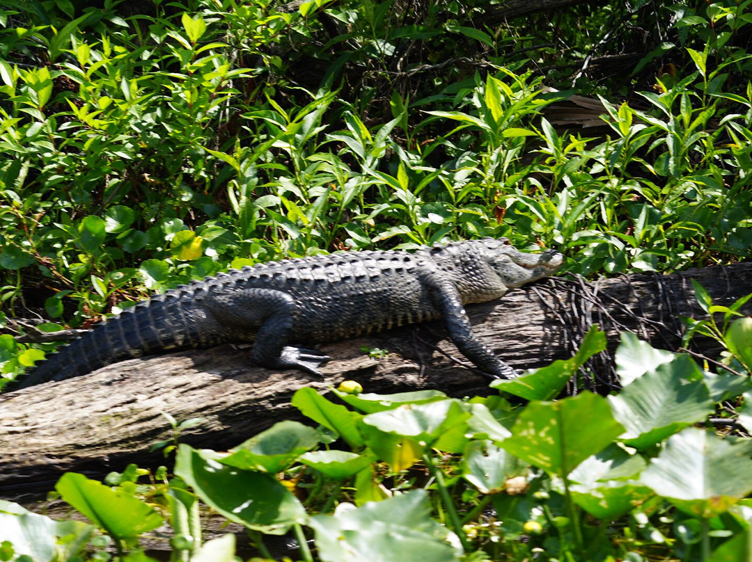 Airboat And Gator Charters景点图片