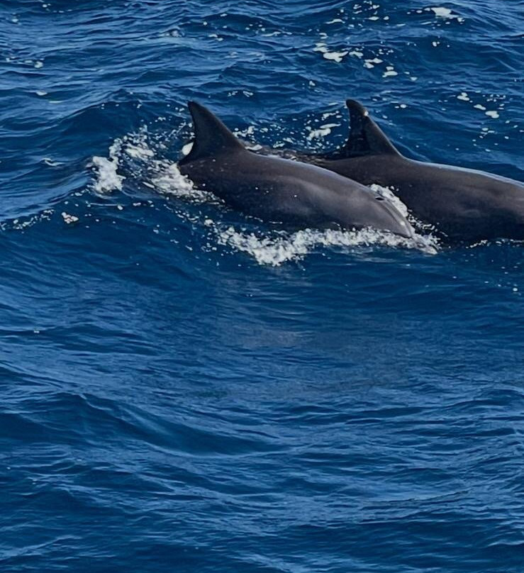 纽孙比秀潜水中心-赫尔格达必去景点