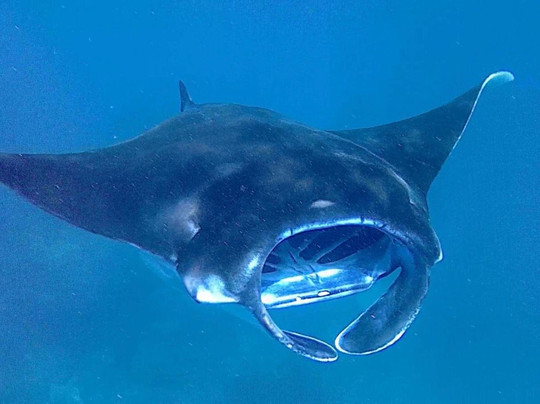 Bali Diving Academy-沙努尔必去景点