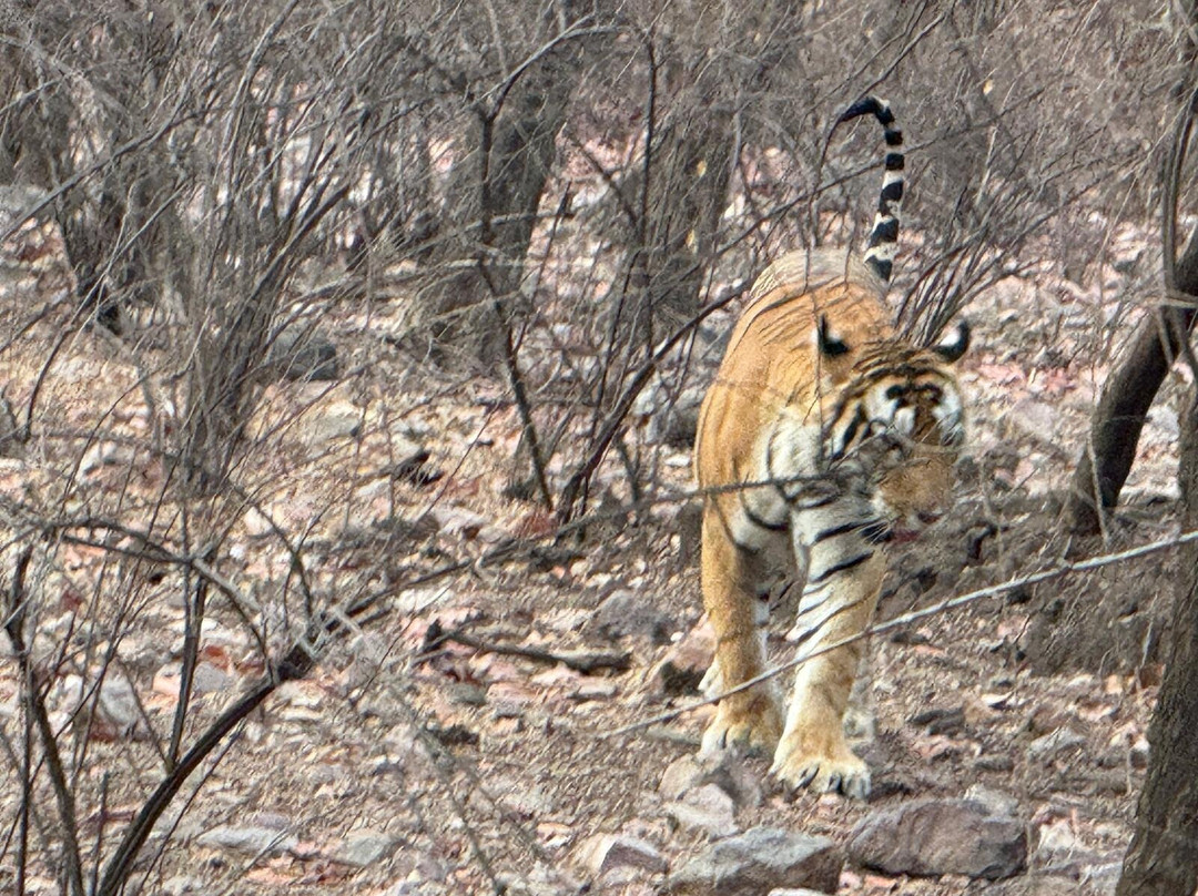 Ranthambhore Tiger Reserve景点图片
